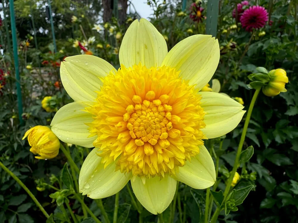Dahlia 'Sandia Sunbonnet' (Sandia Sunbonnet Dahlia) — Northwest Blooms